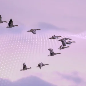 A flock of birds migrating, with a digital dot matrix going through the image, to symbolise ERP migration